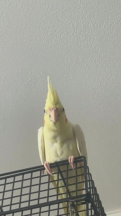 Продам Попугаев породы Корелла, мальчик и девочка.