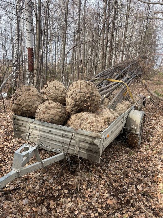 Ель сортавая Мистер блю.