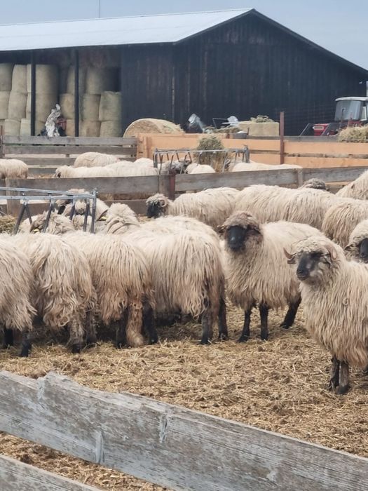Vând 70 de oi turcane bucălăi