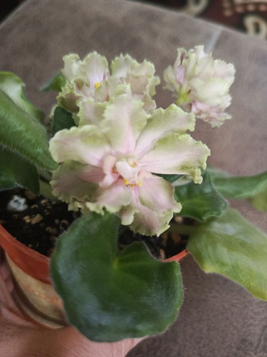 1АФ Ульяна 2малахитовая роза 3НК лимон 4 ЛЕ Владимир 5Маргарита