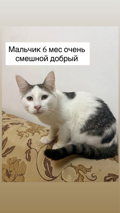 СРОЧНО отдам домашних котят в добрые руки
