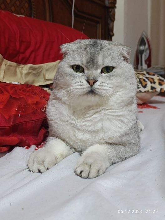 Вяска фолд хизмати