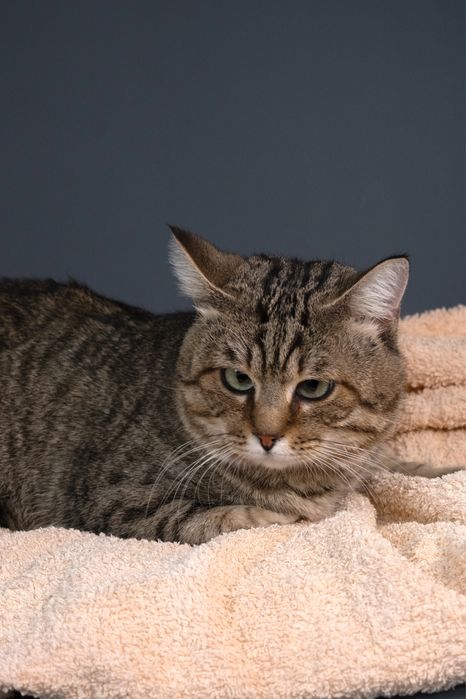 Котик Себáстьян , 10 месяцев