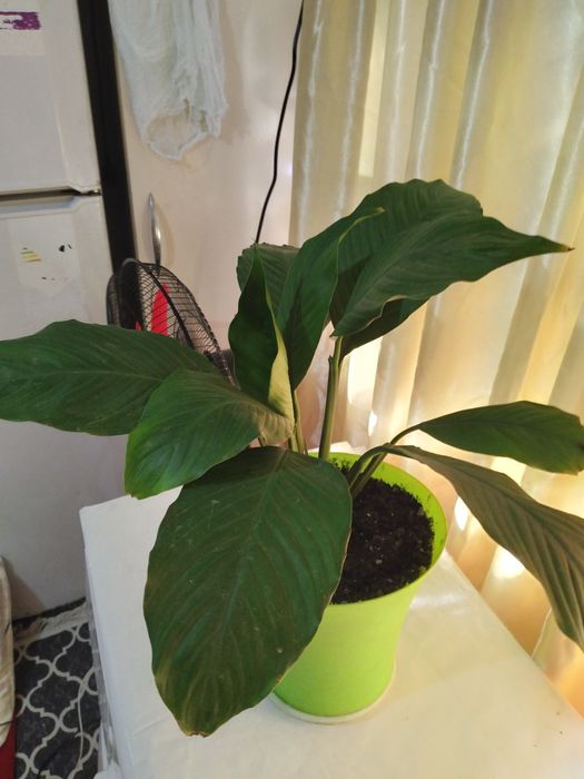 Комнатные цветы распродажа