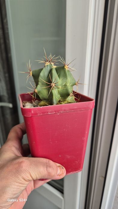 Кактусы домашние, три сорта