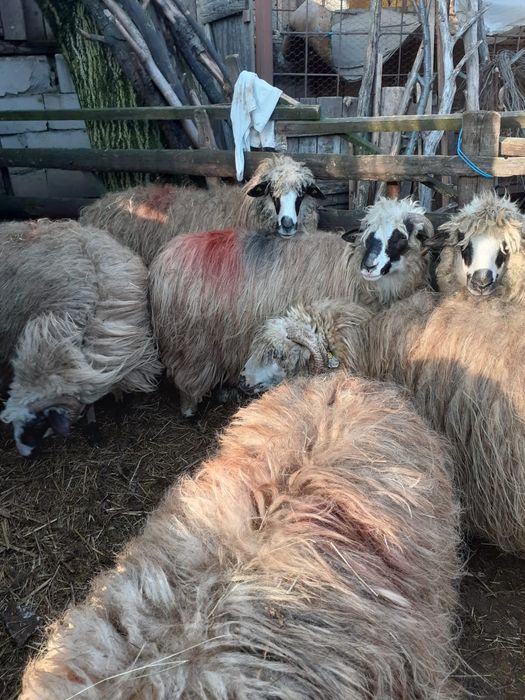 Vând 11 oi cu lapte