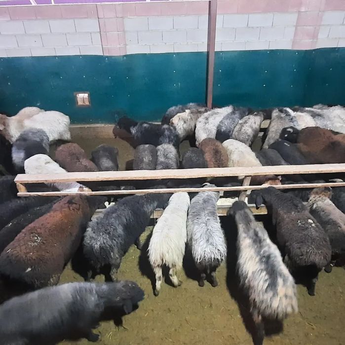 Кой токты тусак кошкар сатылады