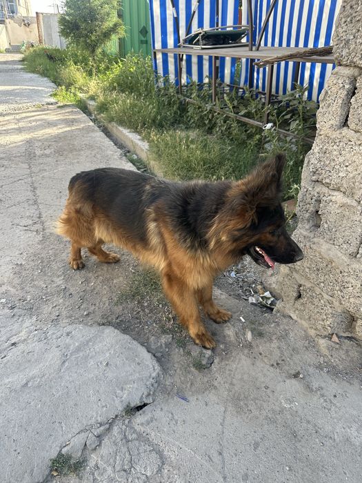 Kuchuk    Nemetskiy ovchalka