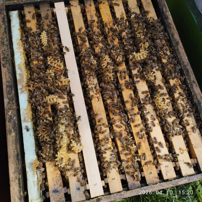 Familii de albine Dadant