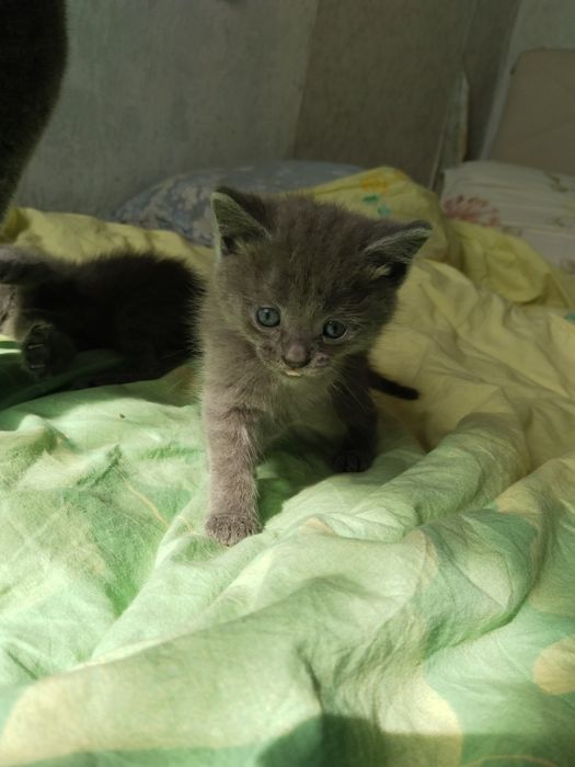 Продам котят помесь шотландского