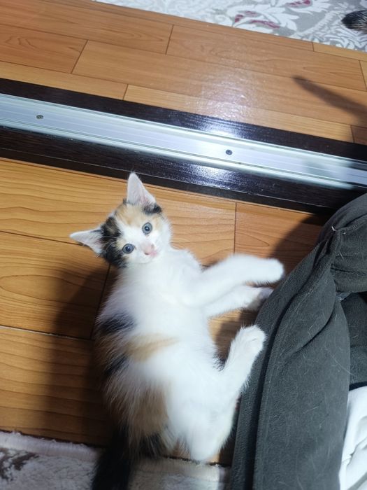Отдам котят в добрые руки