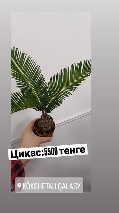 Цикас:5500 тенге