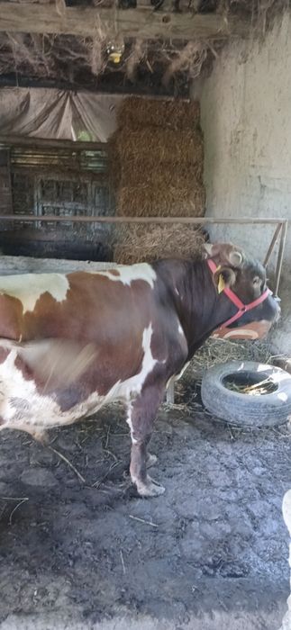Parodali Buqa sotiladi 25 mln ga