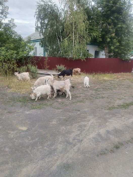 Козы,козлята продам