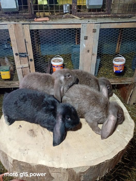 Pui Berbec German Havana