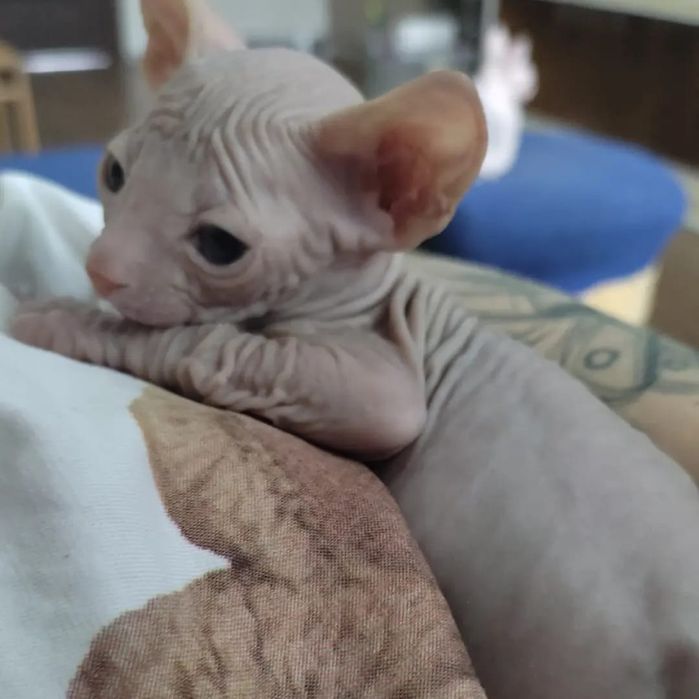 Лысики Сфинксы уже готовы