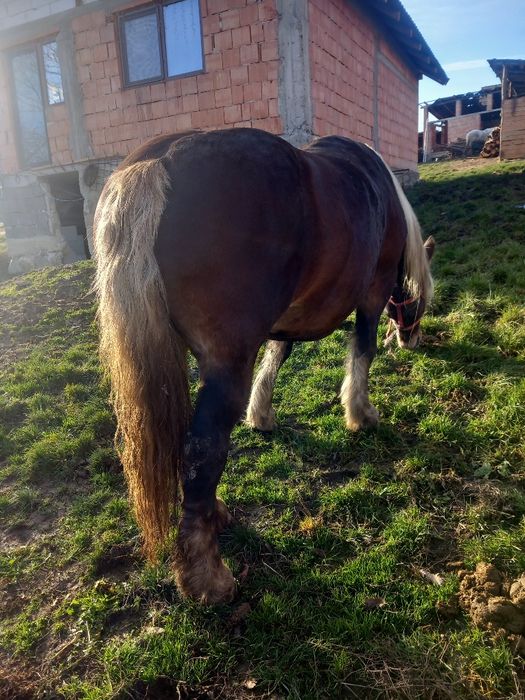 Iapa de vanzare de 7 ani