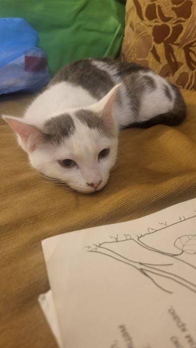 Котенок в добрые руки