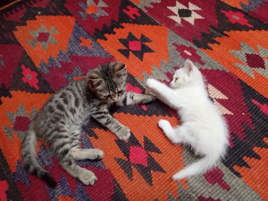 отдаются котята в добрые руки