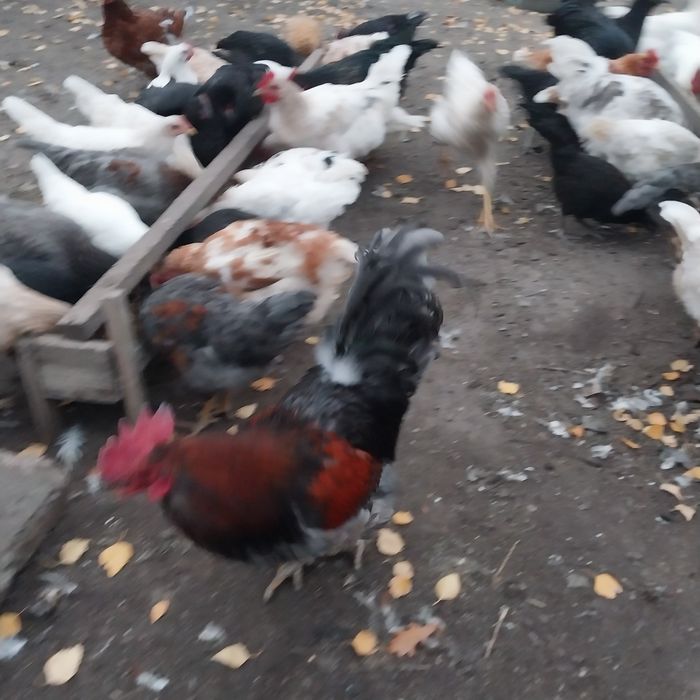 Продам молодых домашних кур.