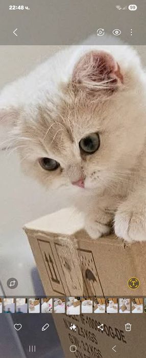 Британски котенца лилаво злато