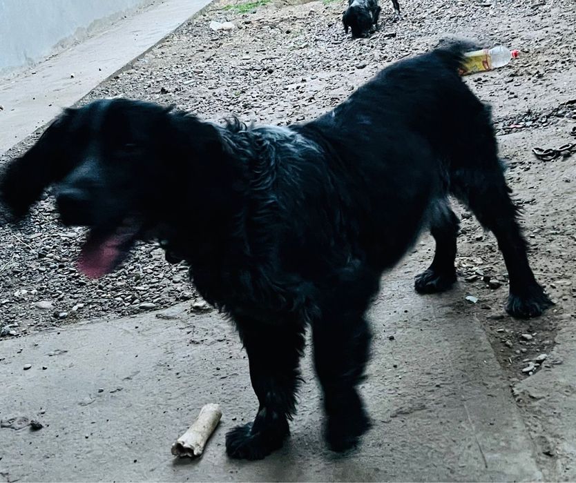 Рабочи спаниель сатылады