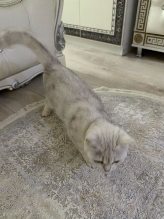 Британская кошка