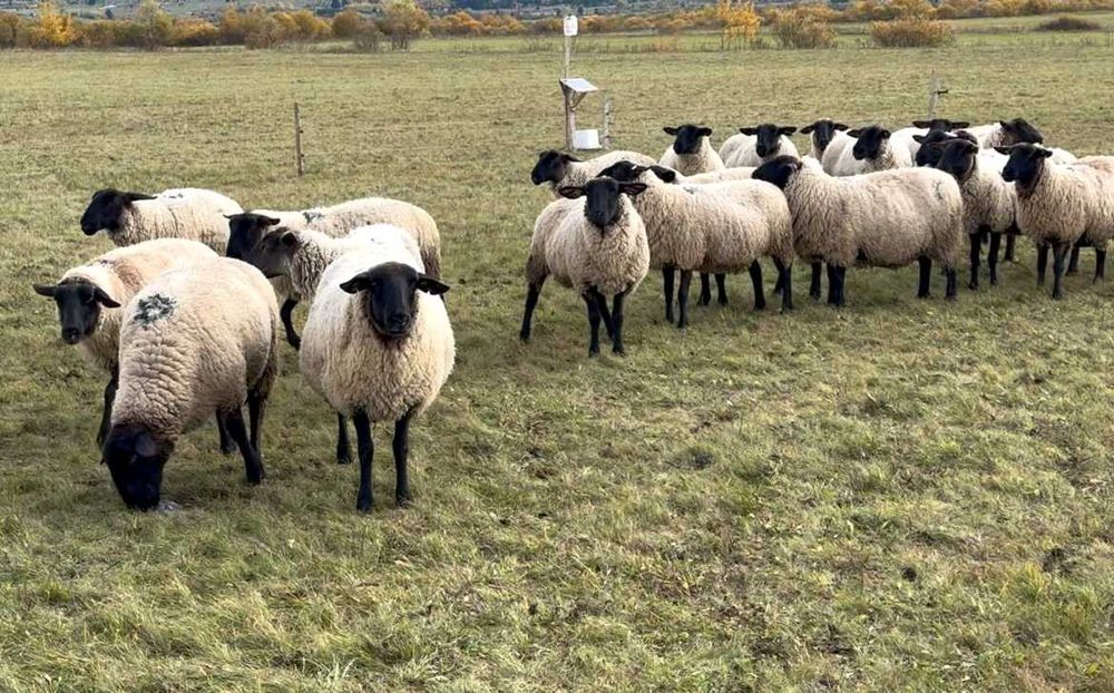 Oi Suffolk cu pedigree