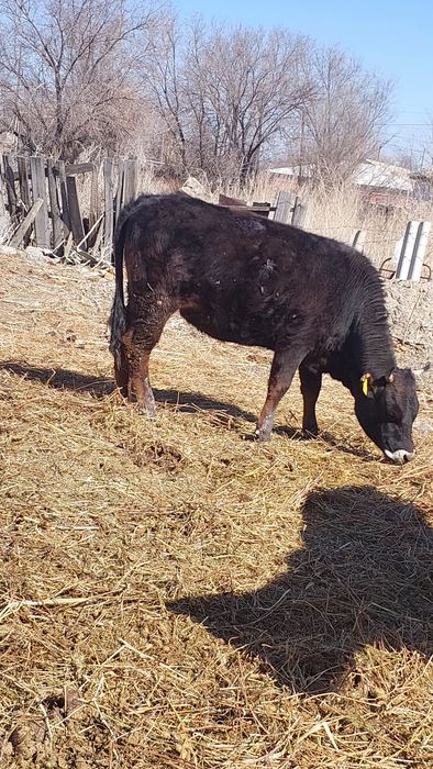 Продам глубокостельную  телку