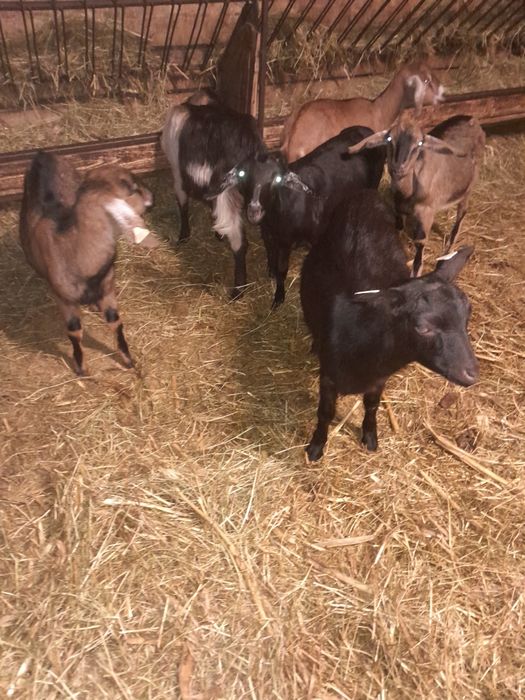 10 iede alpina +anglonubian