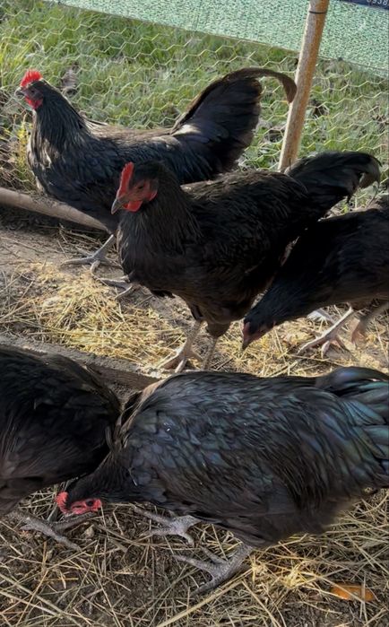 De vanzare Cocoş Australop