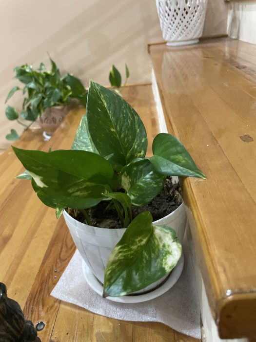 Разные домашние ростения