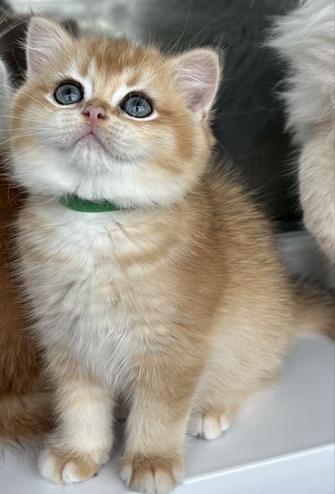 British shorthair golden fetita de ELITA ! Certificat pedigree WCF