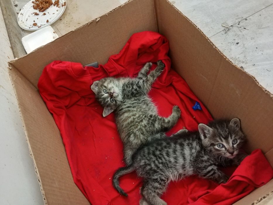 Отдам красивых котят