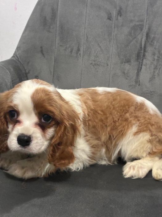 Diponibil cățel King Charles