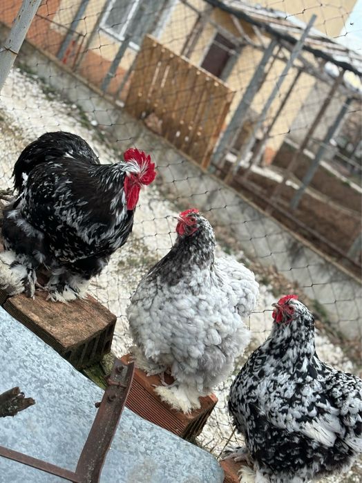 Разплодни яйца от Кохин