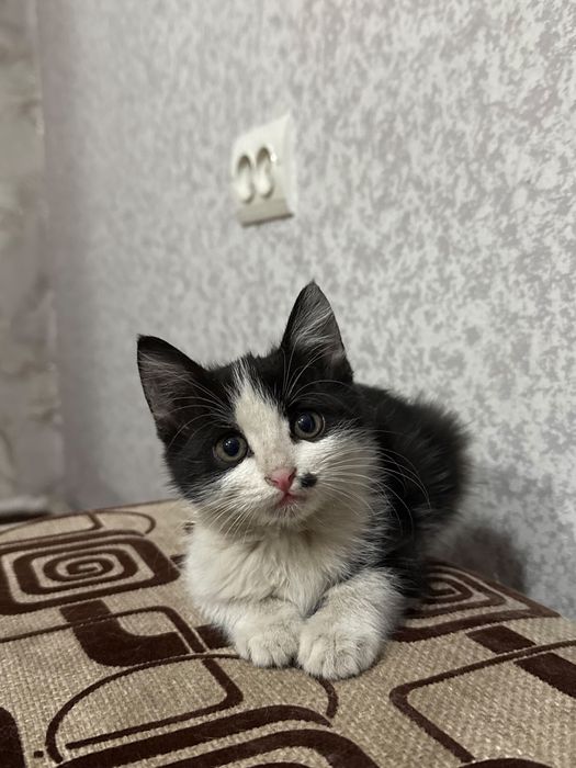 Подарю супер котенка