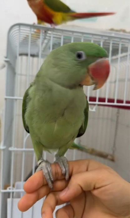 Александирский кушимиза