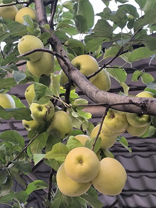 Обрезка деревьев. Обработка деревьев