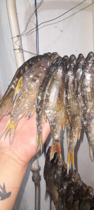 Сушённая рыба, вобла, тарань