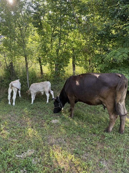 Vand vaca cu 2 vitei