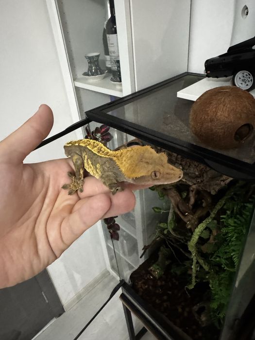 Terariu complet 45x45x93 + Crested Gecko
