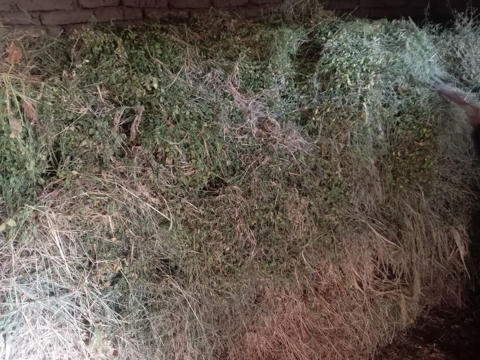 Tomorqa da o'sgan yem xashak