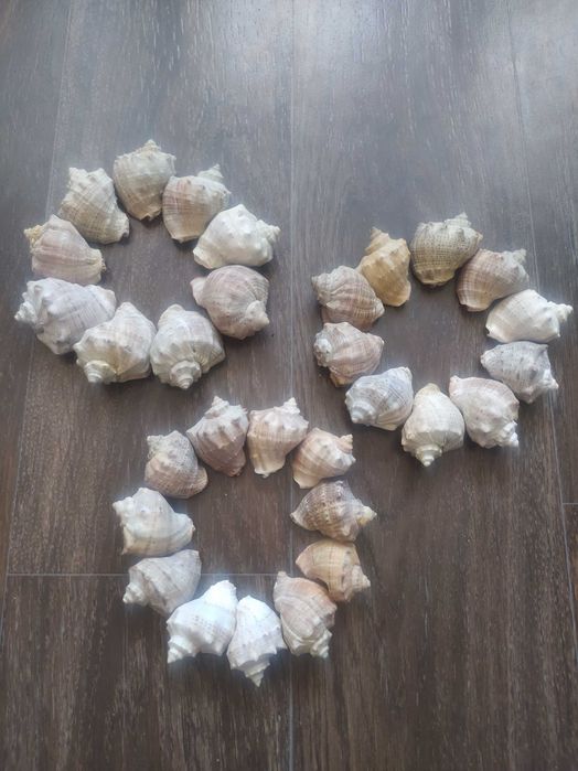 Ракушки для декора