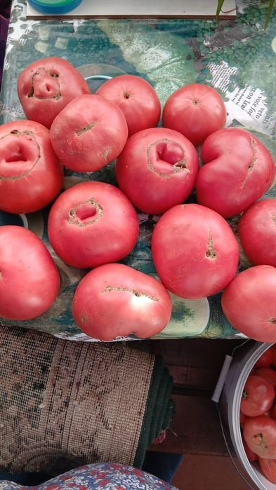 Продам домашние помидоры круглые