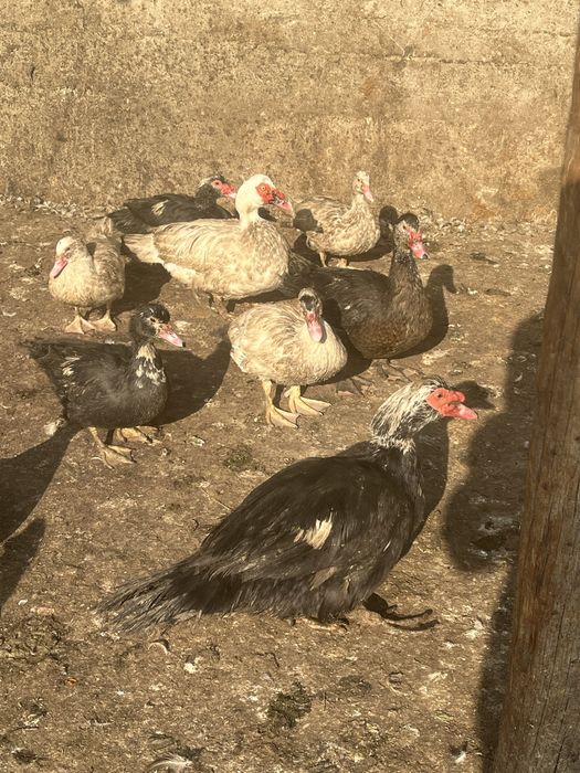 Индаутка еті бар