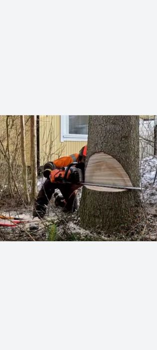 Дарахт буталаш дарахт кесиш хизмати мутахасис.