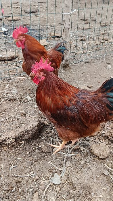 Корея Хан ҳеяп хўрозлар