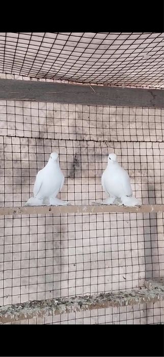 Продам двух голубочек