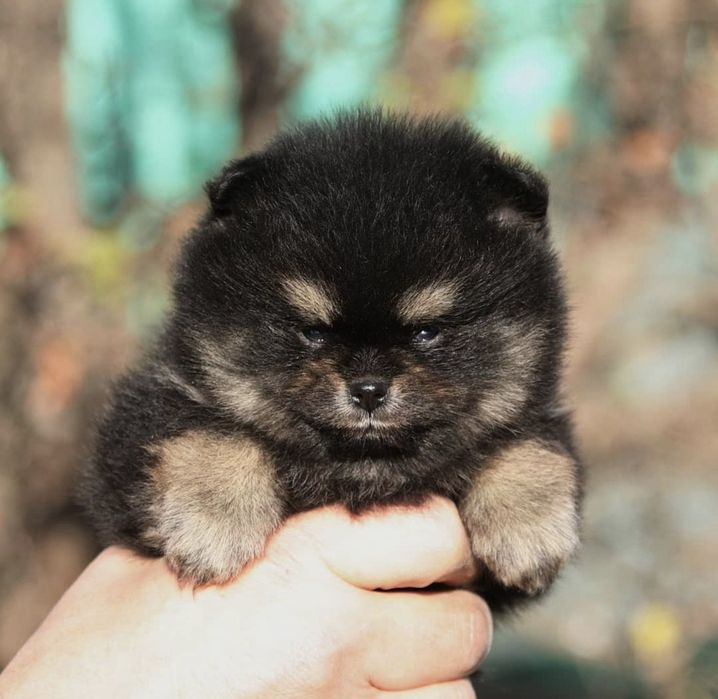 Продаются щенки шпица